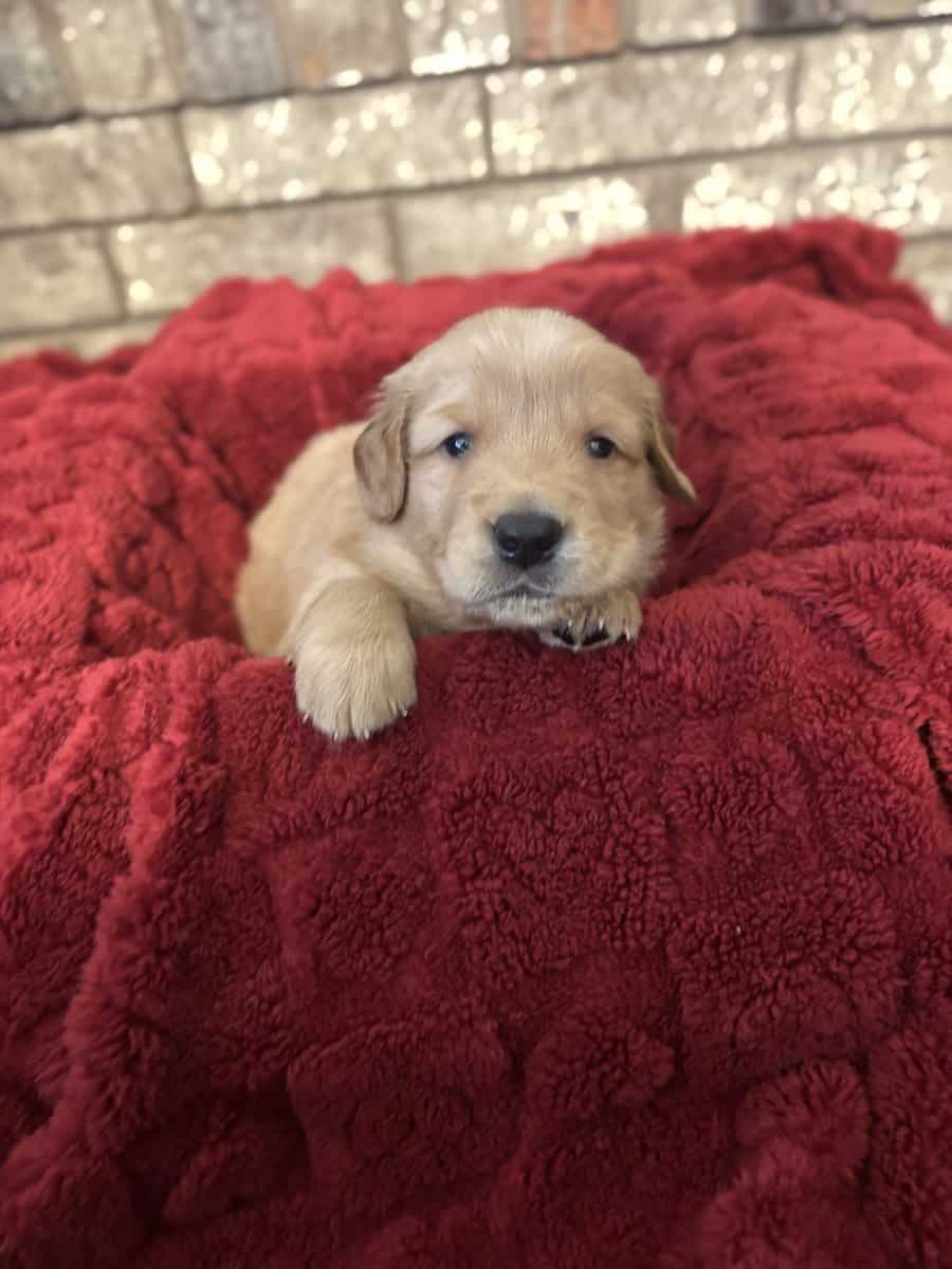 Golden Puppies Need Homes!! image 3