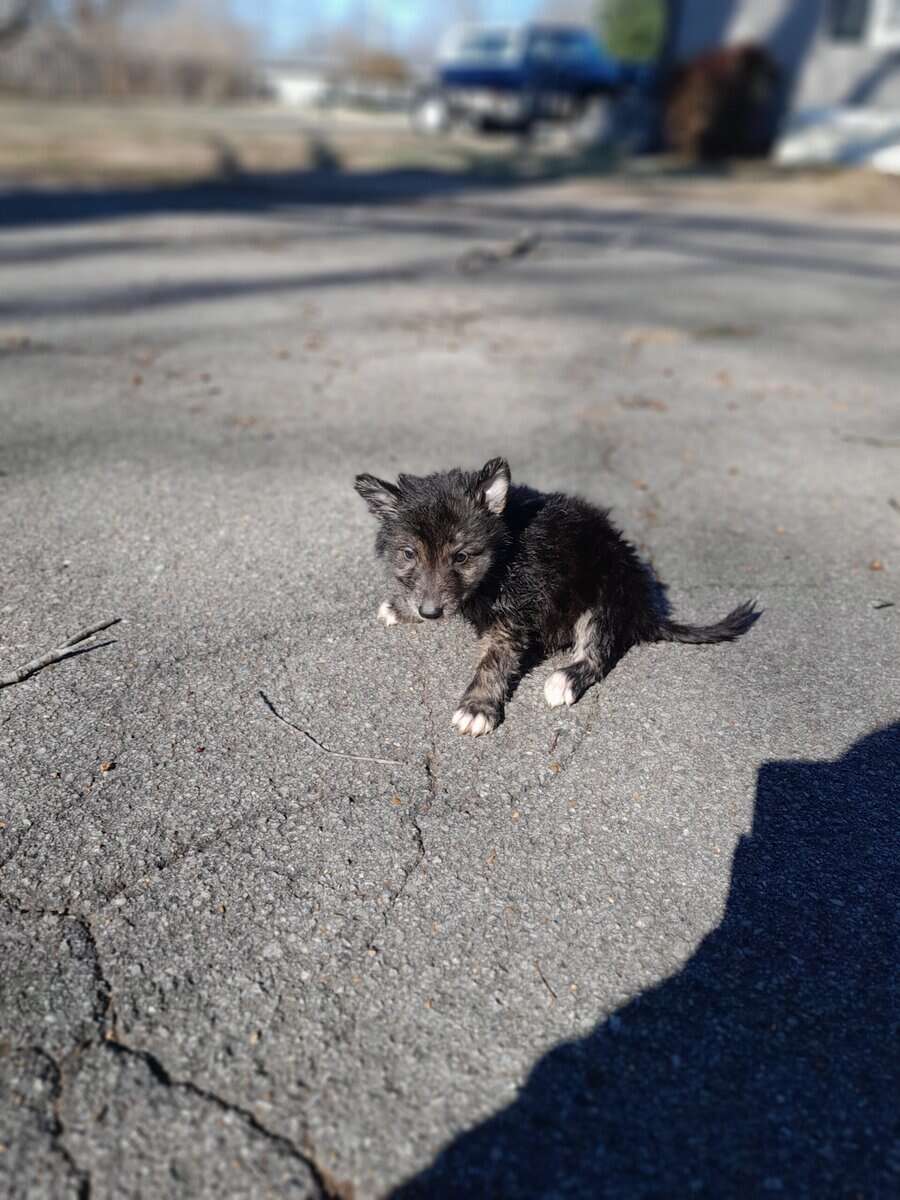German sheperd/husky mix puppies ready to be rehom image 9