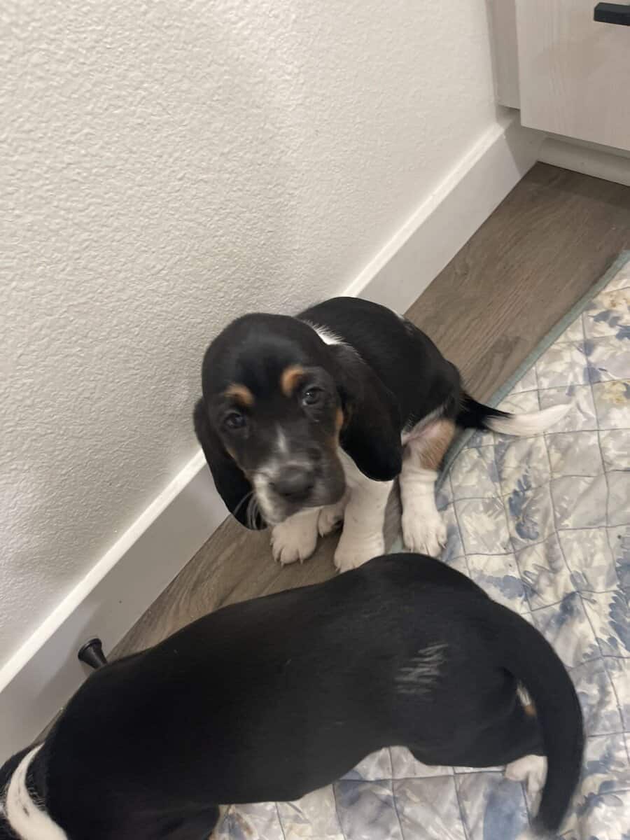 Bassett Hound Puppies image 1