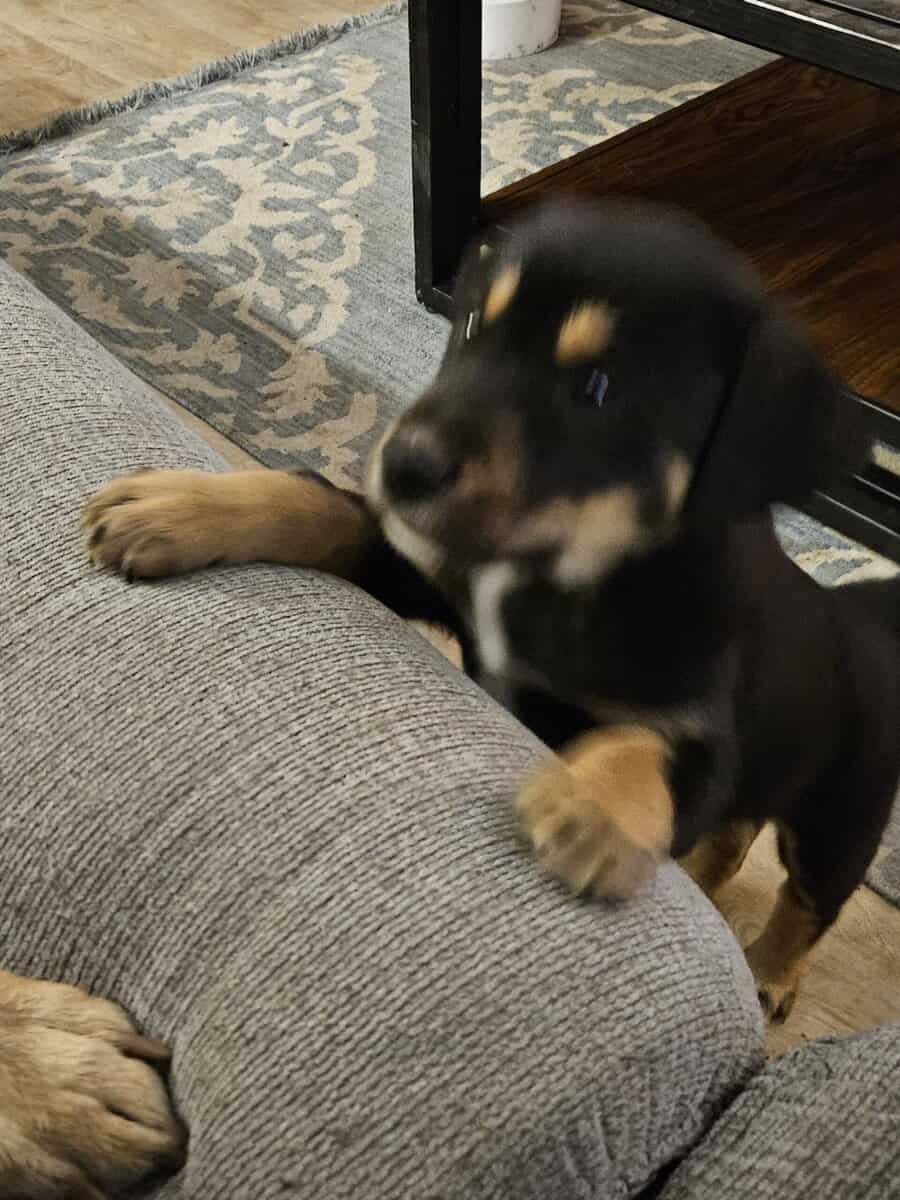Adorable, sassy GSD mix male ready for a great hom image 2