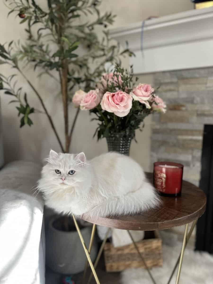 Rehoming Kitty image 1