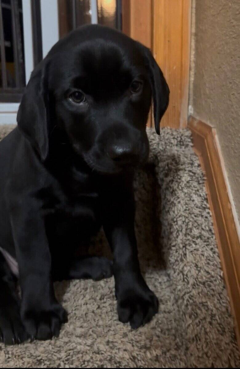 Black Labrador puppy AKC image 4