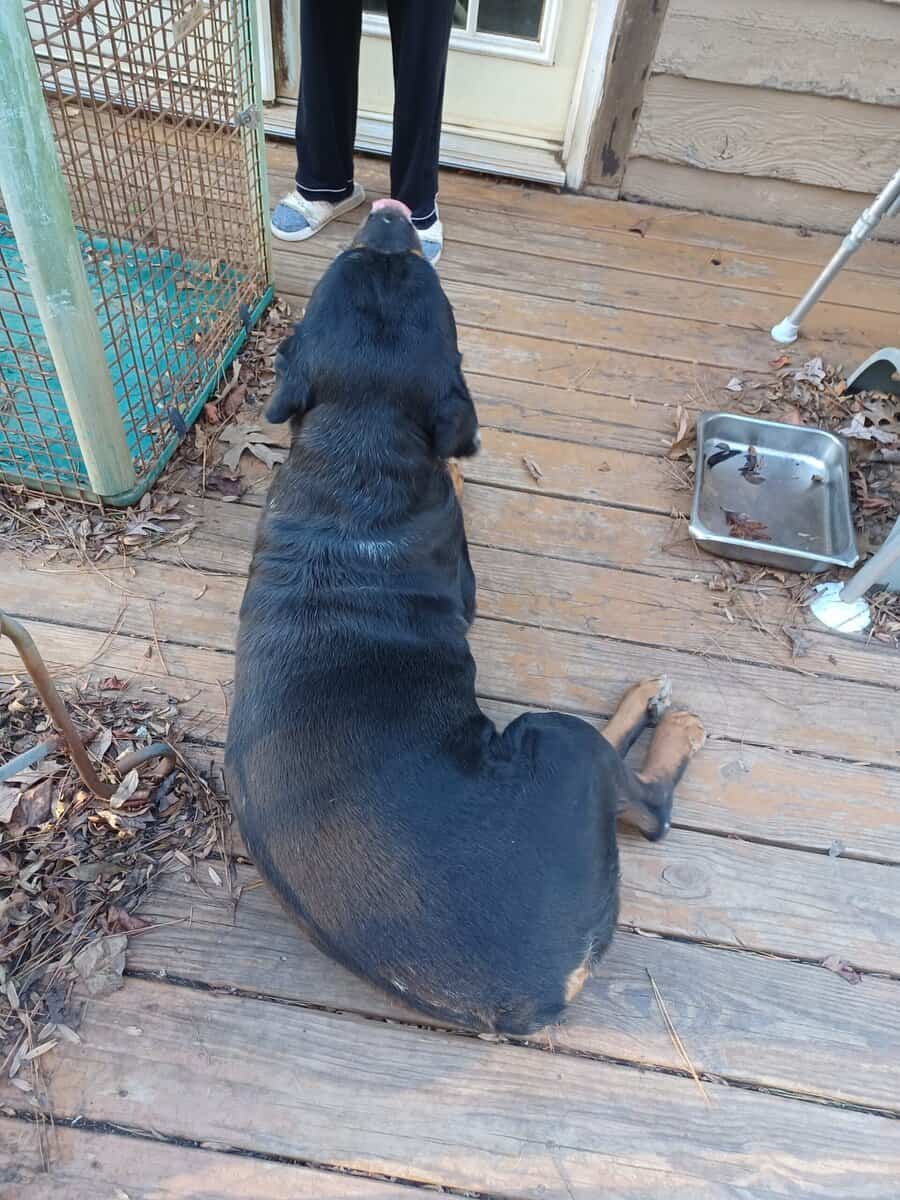 Rottie Pups For Sale image 20