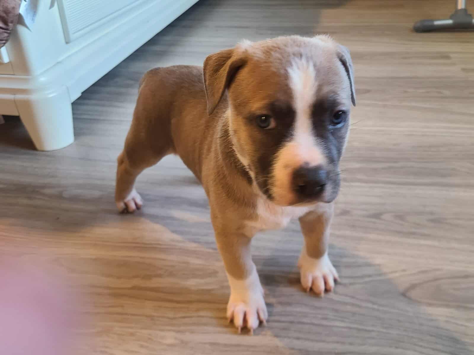 Three mix puppies for Sale image 3