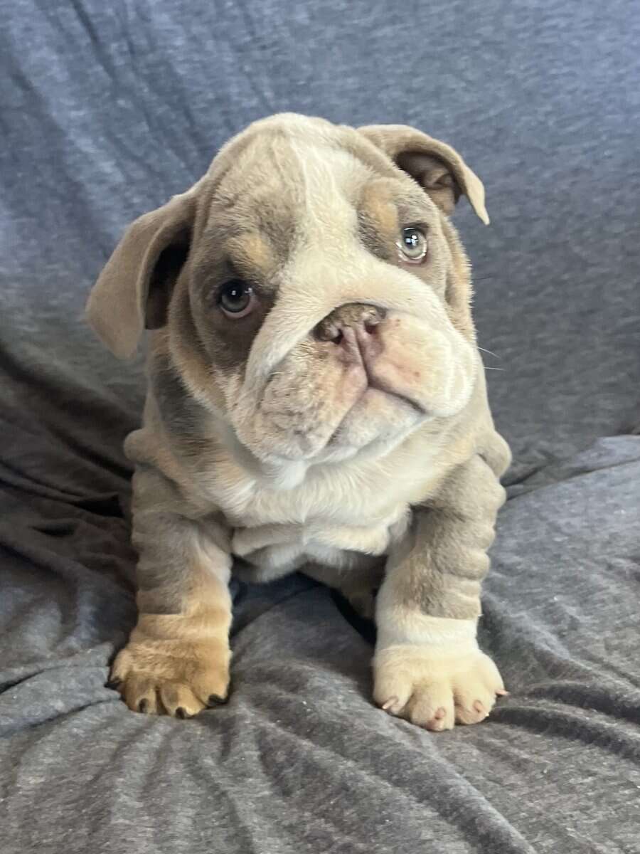 English Bulldog puppies image 1