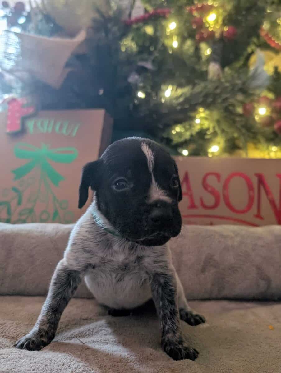 German Shorthair Pointer Puppies image 14