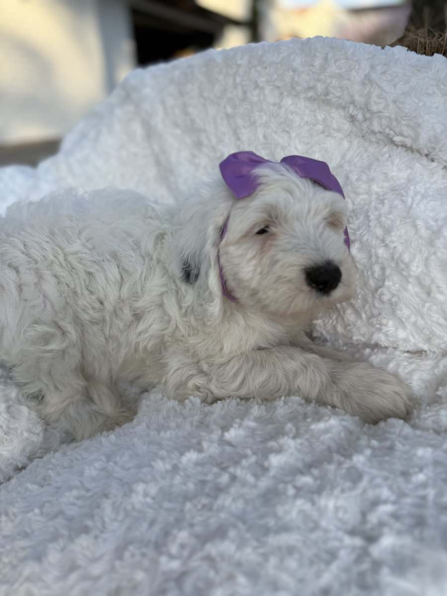 Sheepadoodle Puppies for Sale image 3