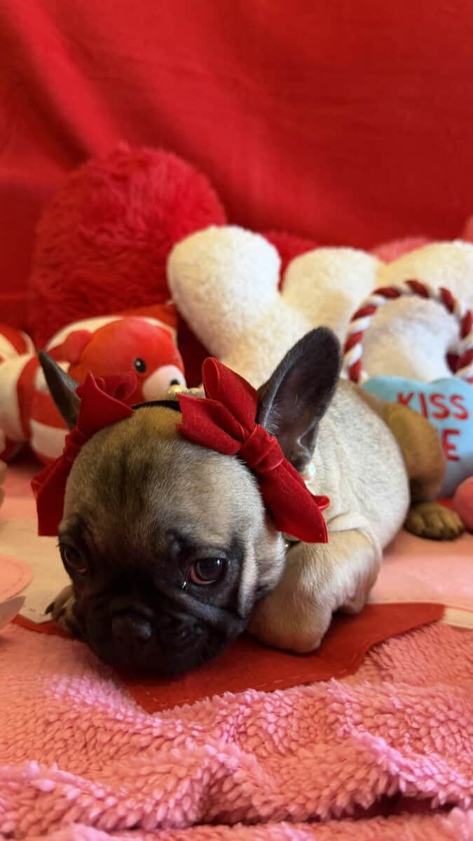 AKC registered French Bulldog puppies image 3