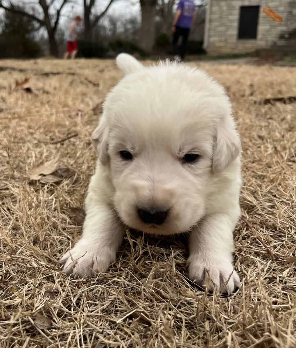 Farm Raised Maremma Livestock Guardian Puppies image 2