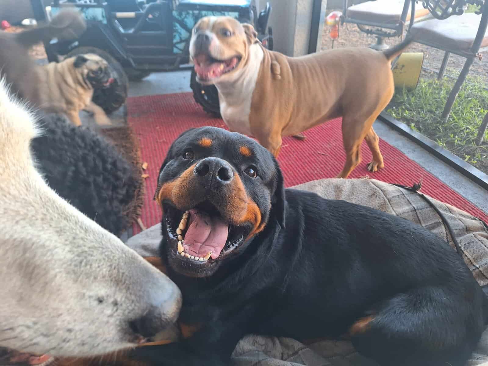 AKC Certified Litter Proven Rottweiler Stud image 5