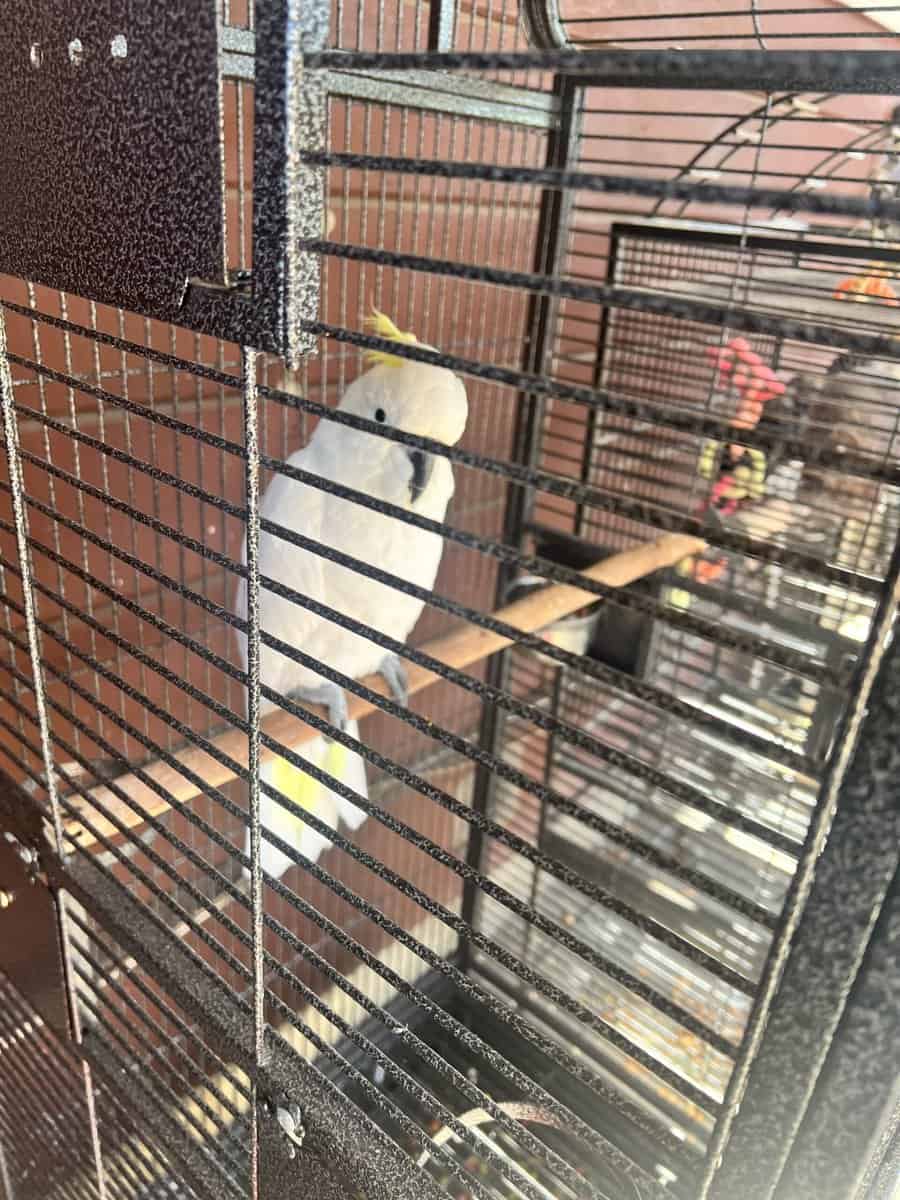 BEAUTIFUL COCKATOO image 1