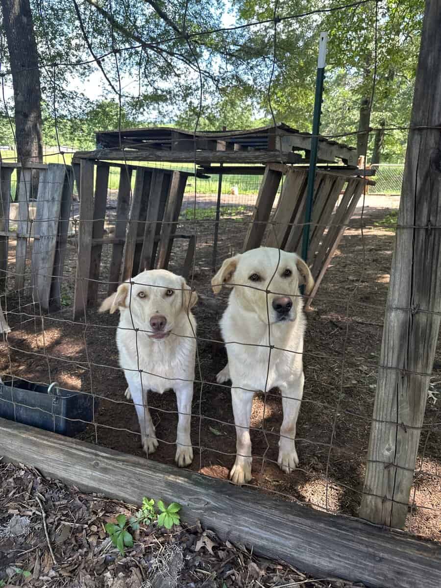 Lab mix image 2