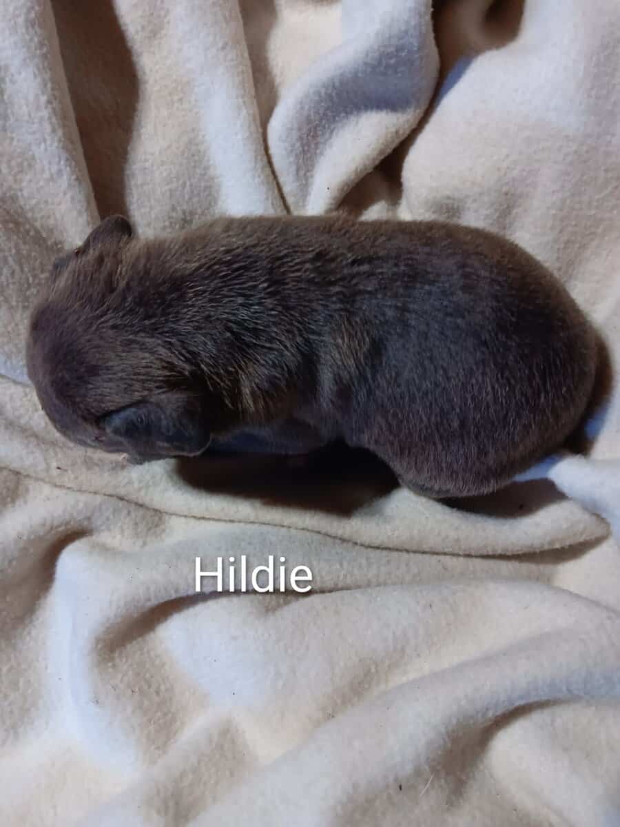 Pit bull puppies image 5