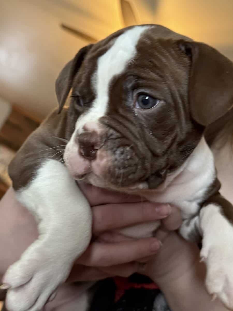 Puppies for Sale! image 6