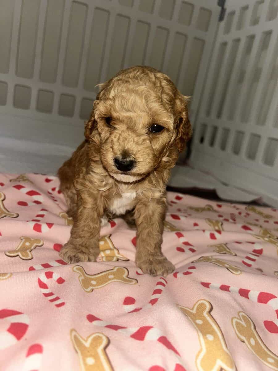 Mini poodle for sale image 2