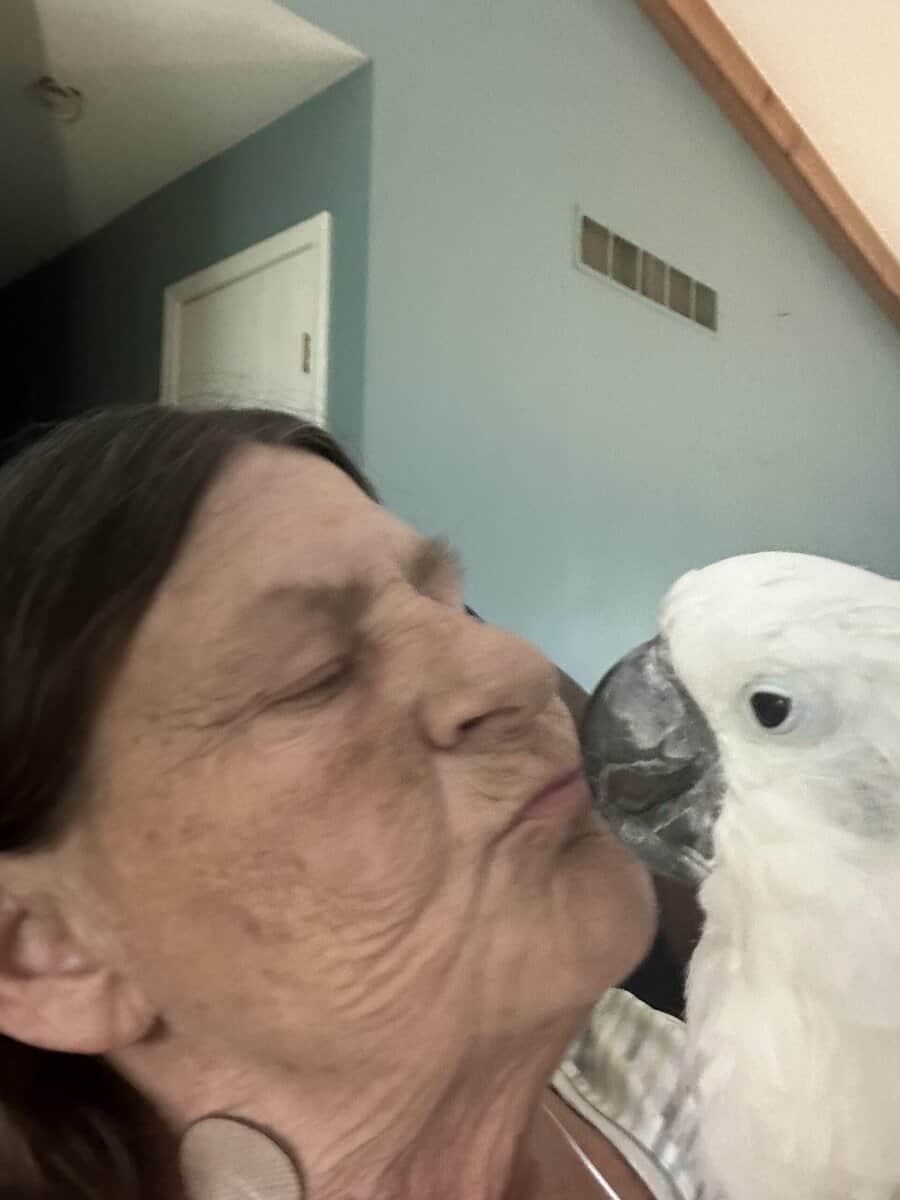 15 year old male umbrella cockatoo image 16