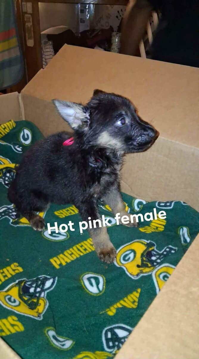 German Shepherd Puppies image 2