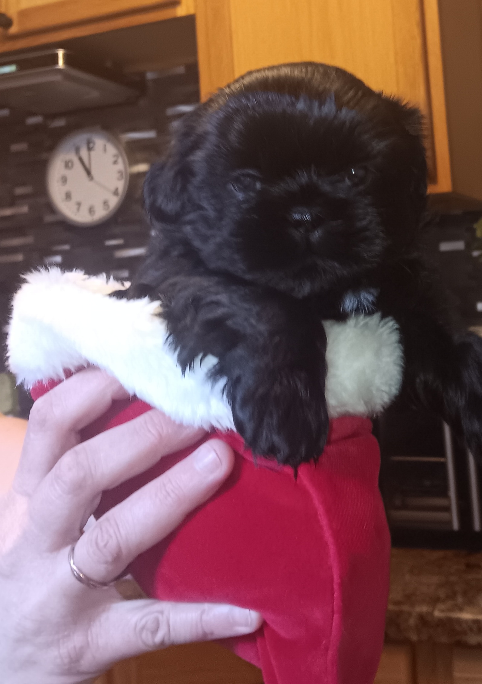 Shih tzu puppies for sale image 3