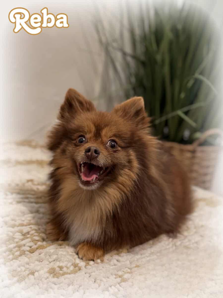 ICA registered Tri-colored Teddy Bear Pom image 5