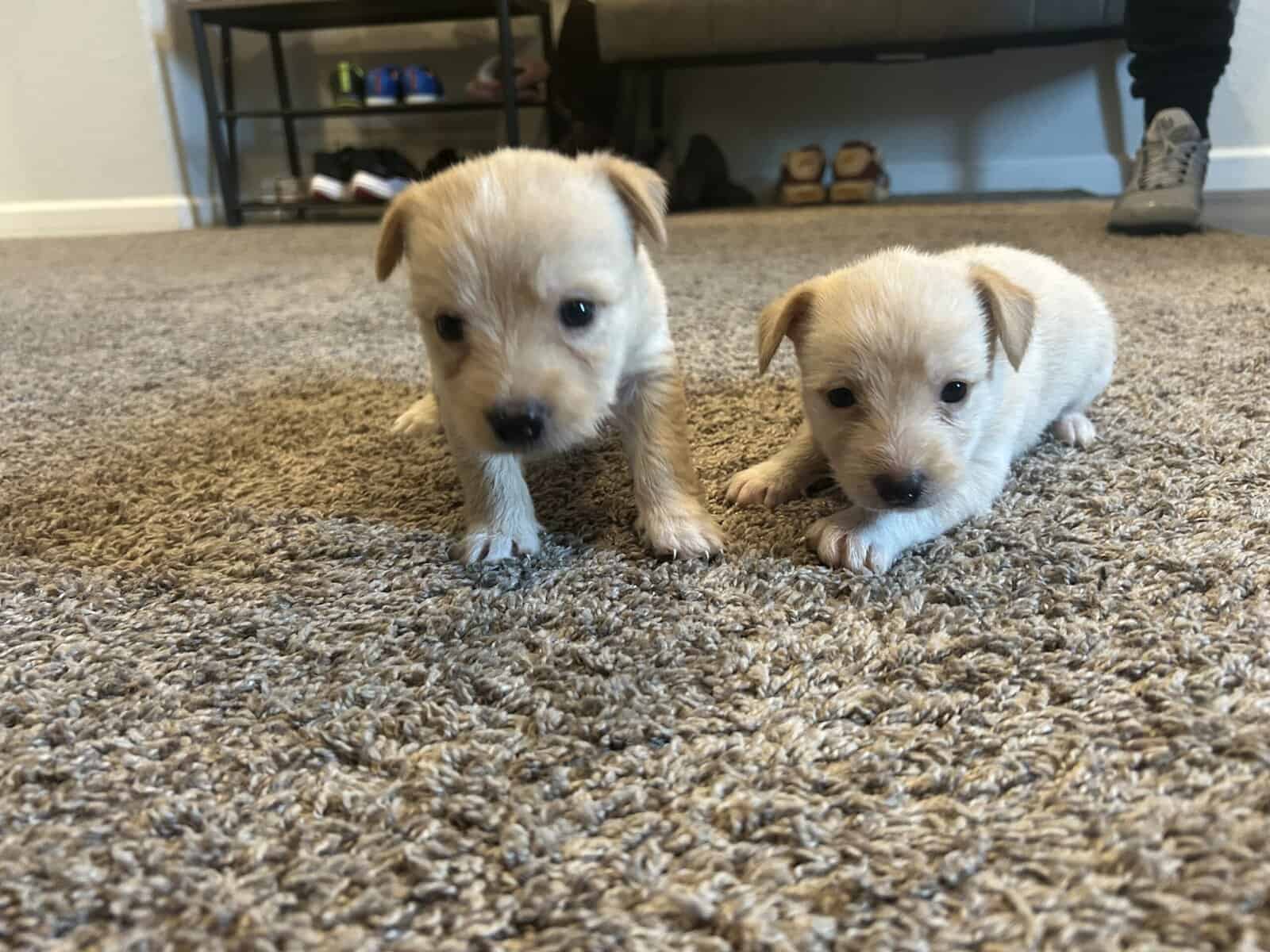 Mixed husky/terrier puppies image 7