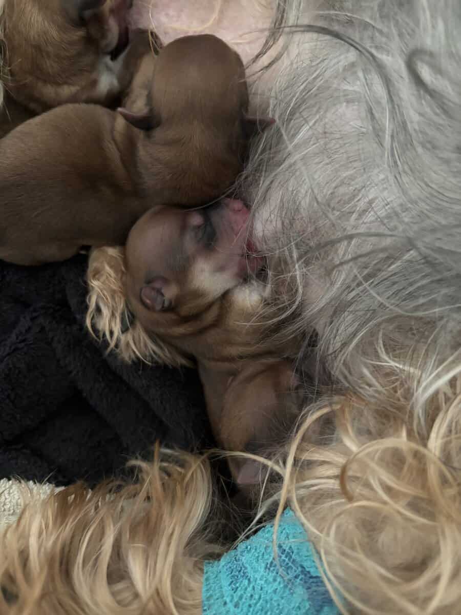 Morkie Puppies image 3