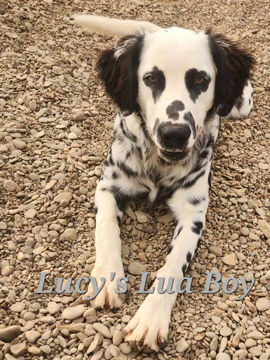 Lucy's Longcoat Lua Boy image 2