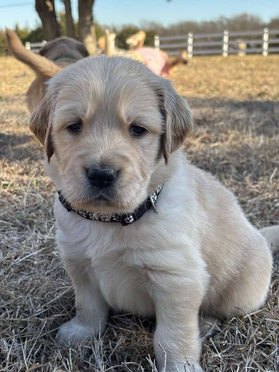 Golden Puppies Need Homes!! image 12