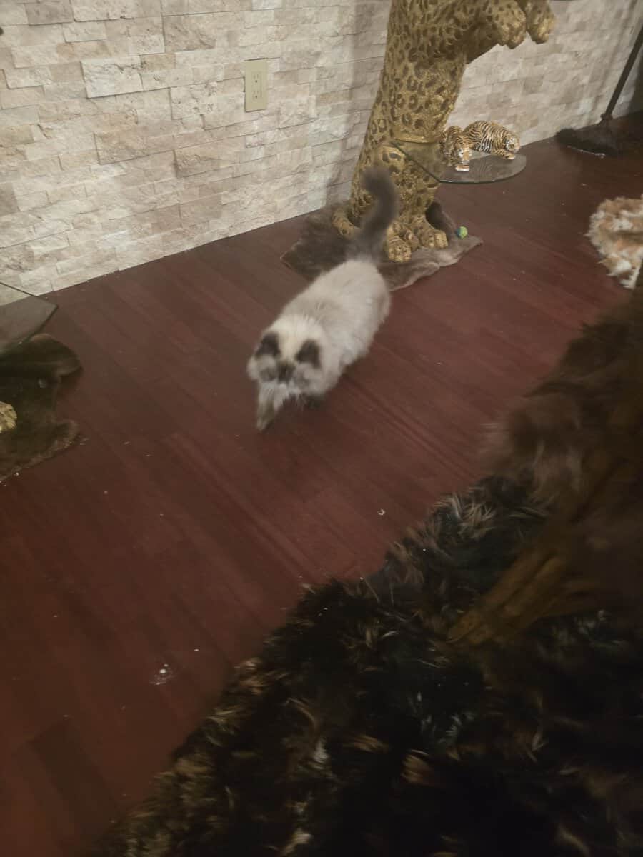 Seal point cream and brown Persian image 2