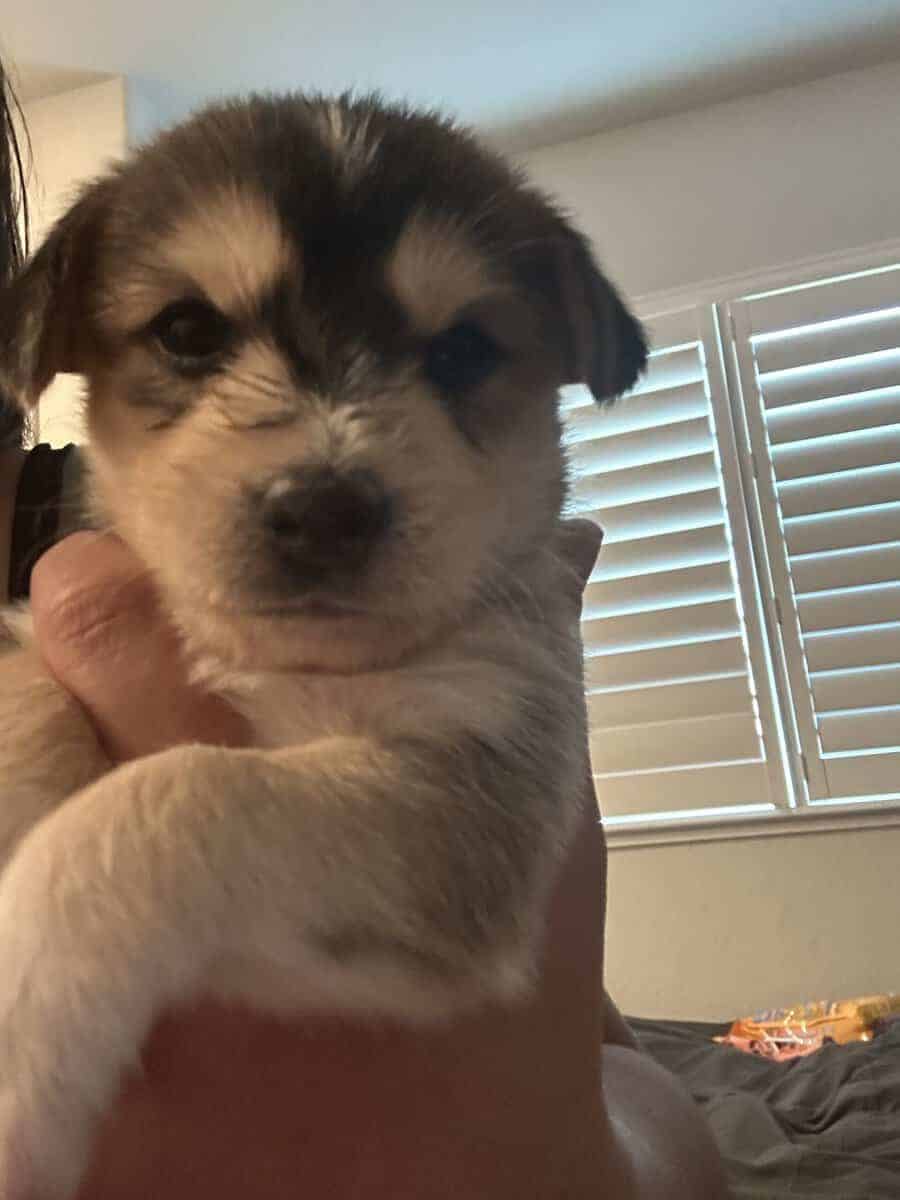 Mixed husky/terrier puppies image 10