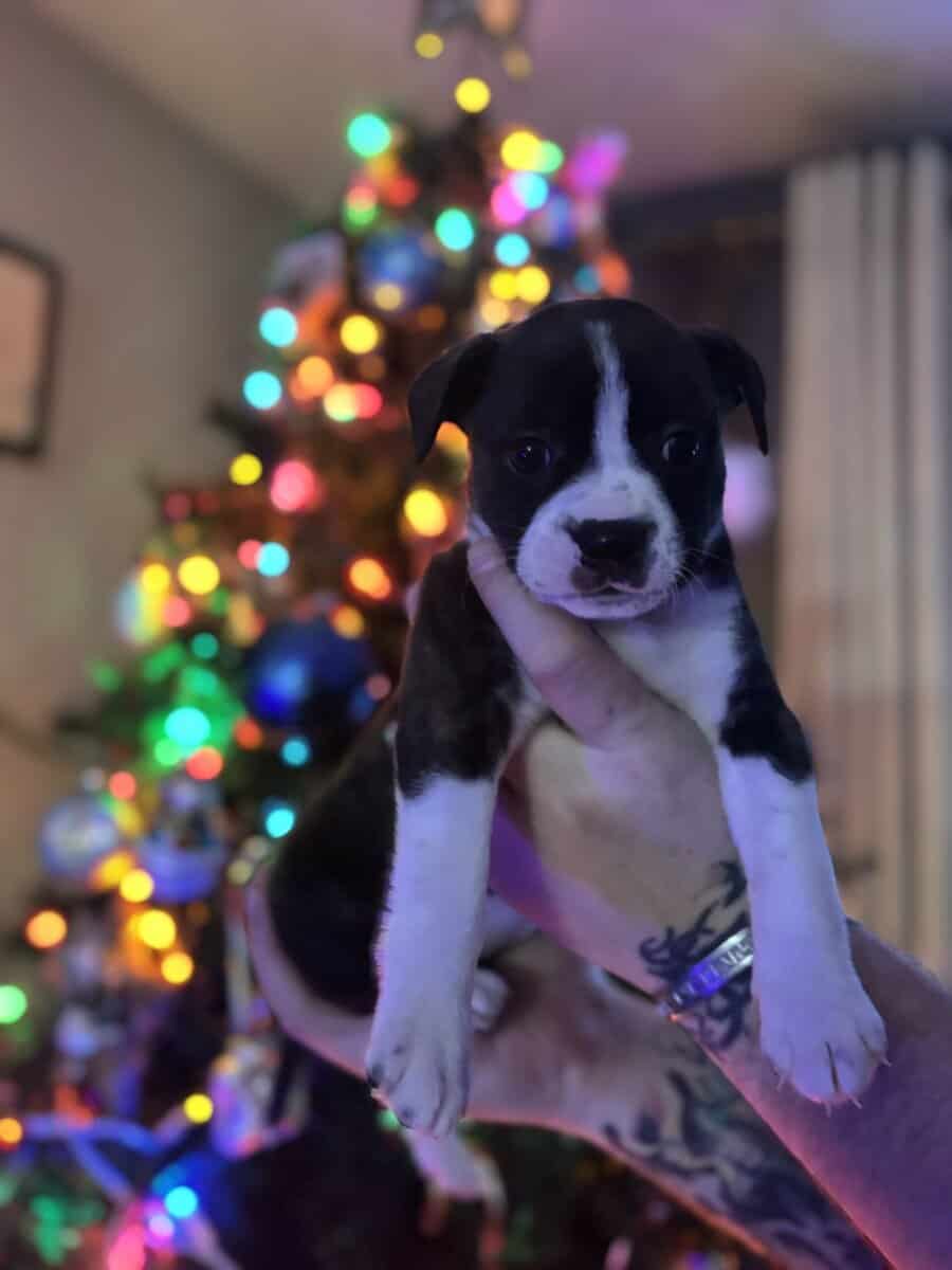 Lovable Puppies image 3