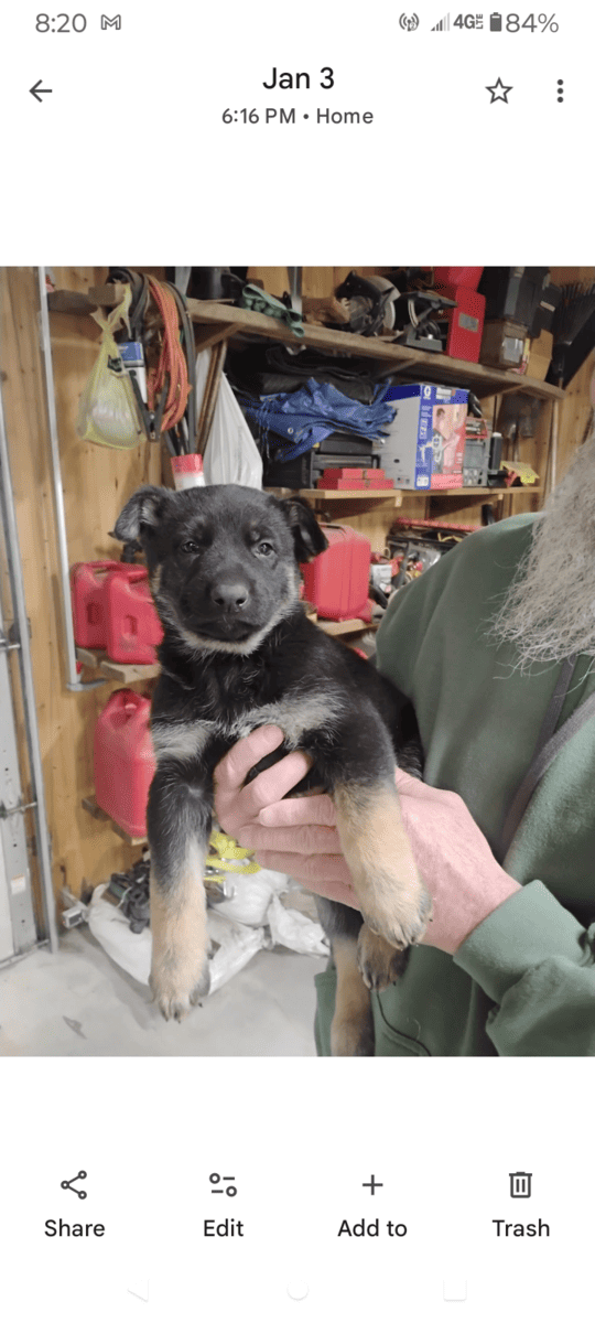 For sale Belgian malinois German Shepherd mixed pu image 3