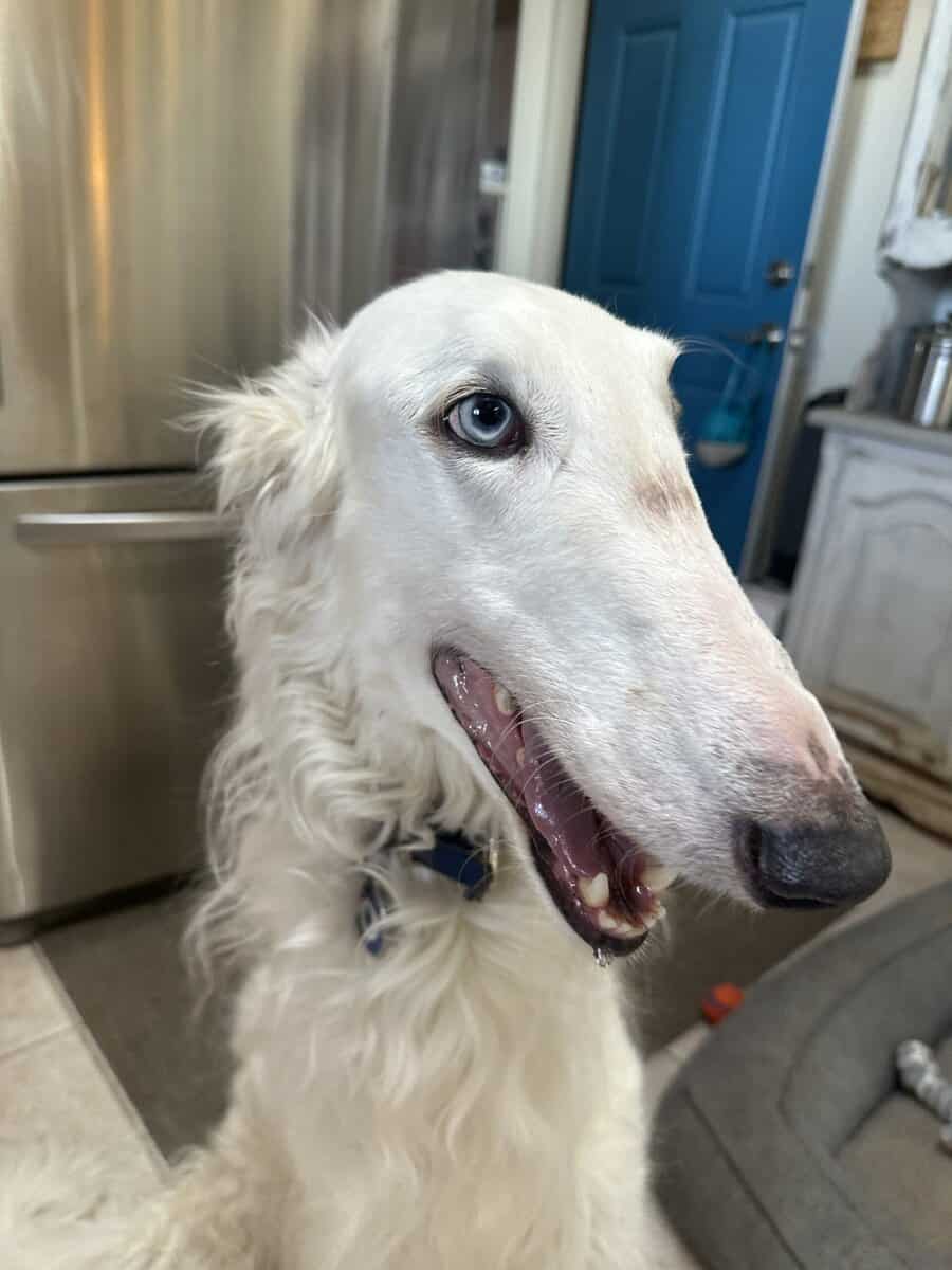 Borzoi-Greyhound Puppies image 5