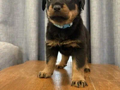 Purebred Rottweiler Puppies
