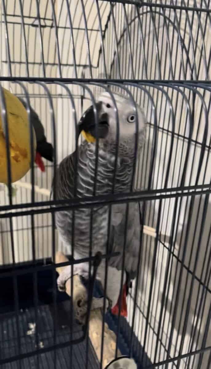 African Gray for sale - Male and Female image 5