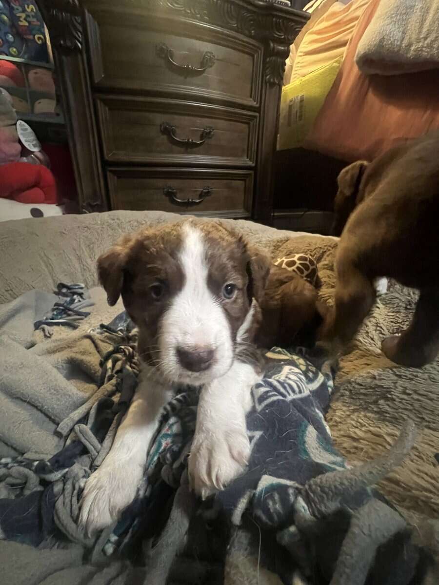 Puppies available very soon image 2