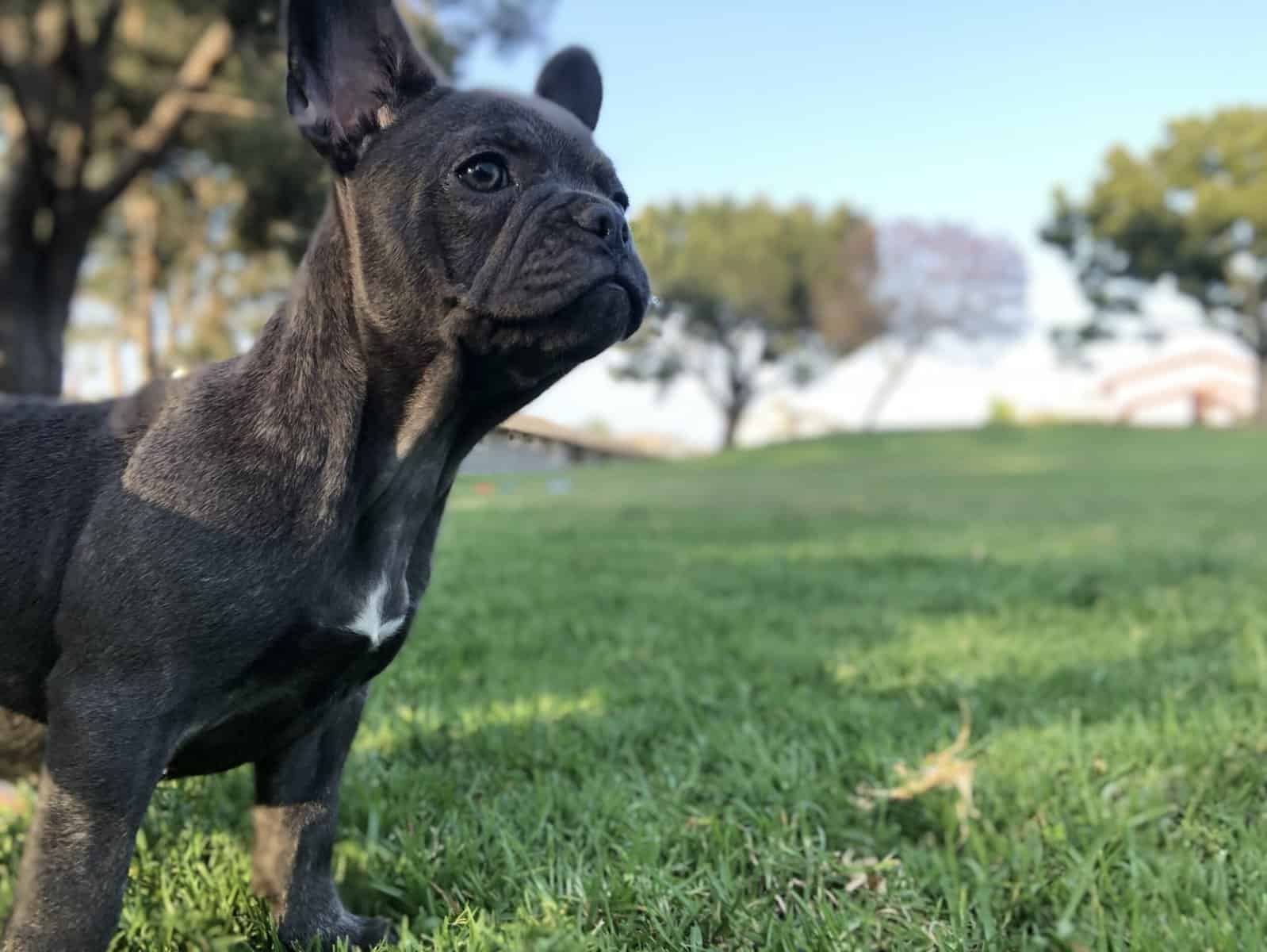 Female French bulldog image 4