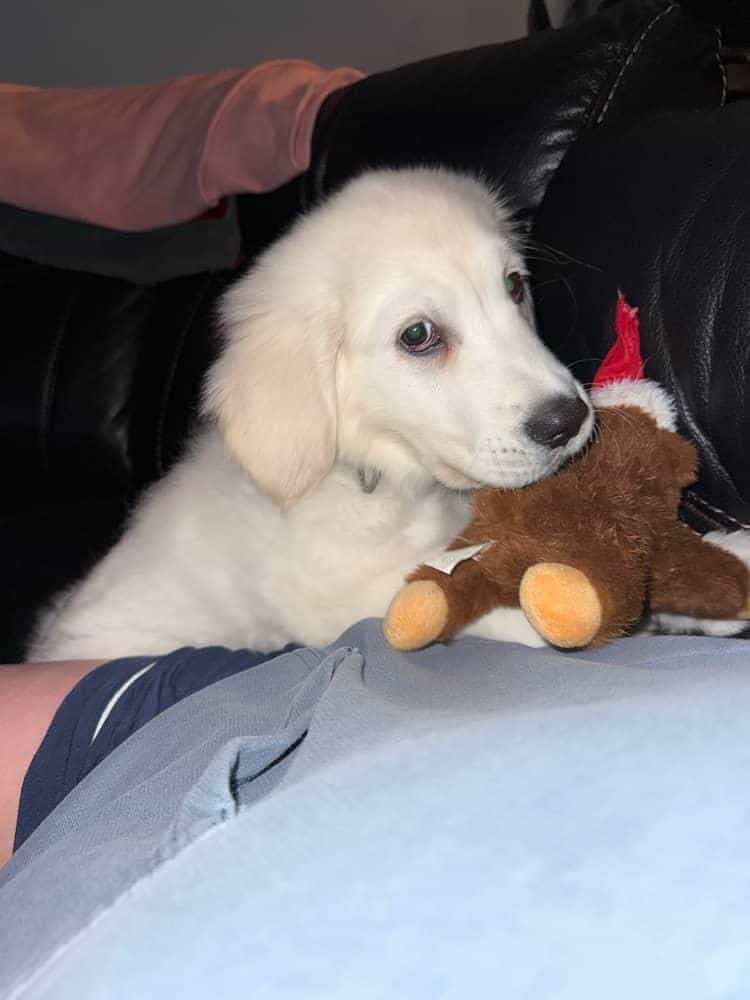 11 Week-Old Female Puppy for Sale image 4