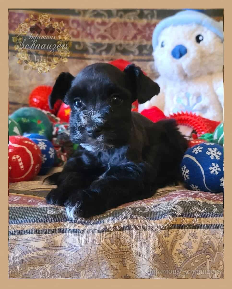 Miniature Schnauzer image 1