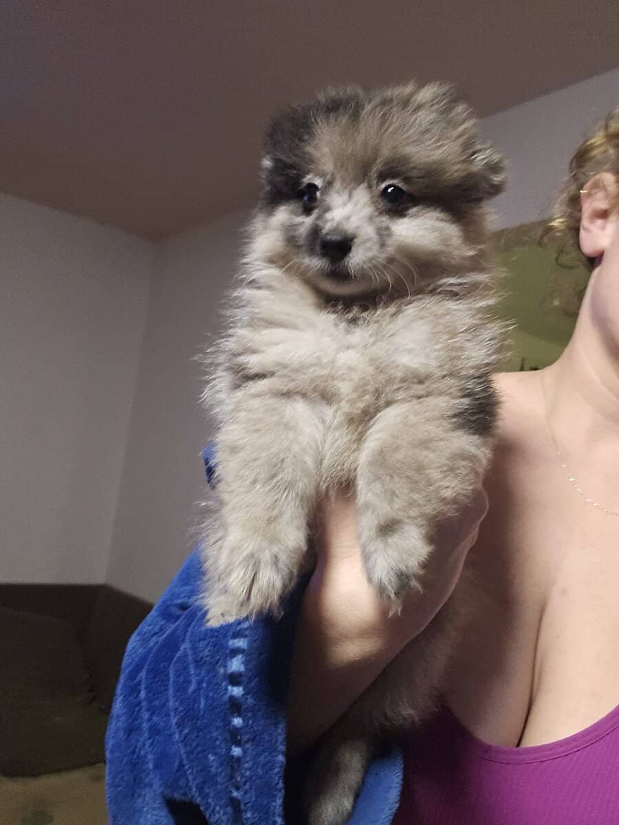 Pomeranians image 2