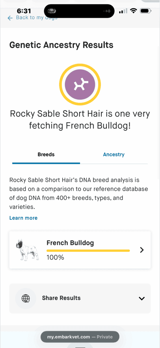 7 month old Frenchie Boy image 3