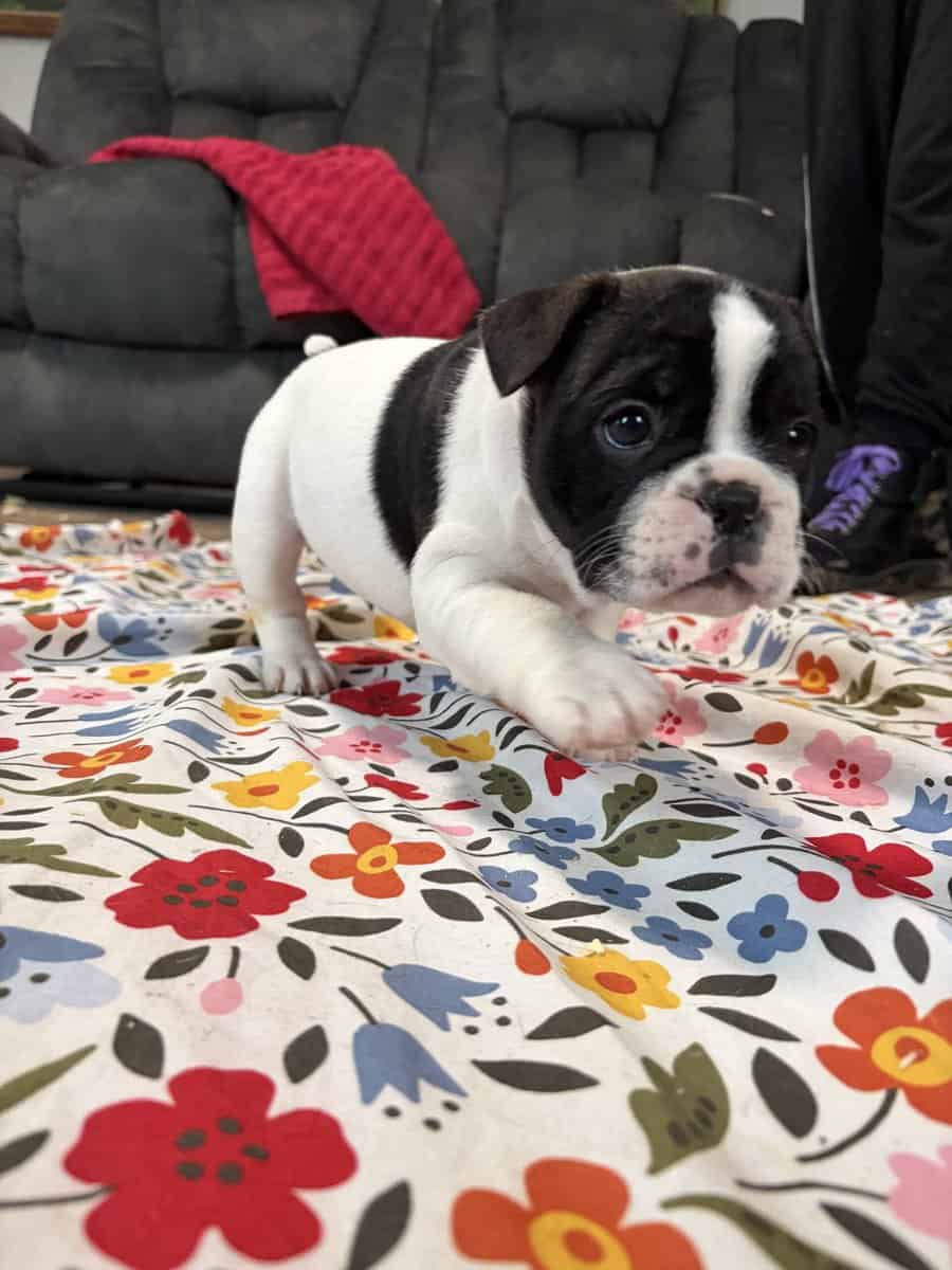 French English Bulldog puppies image 17