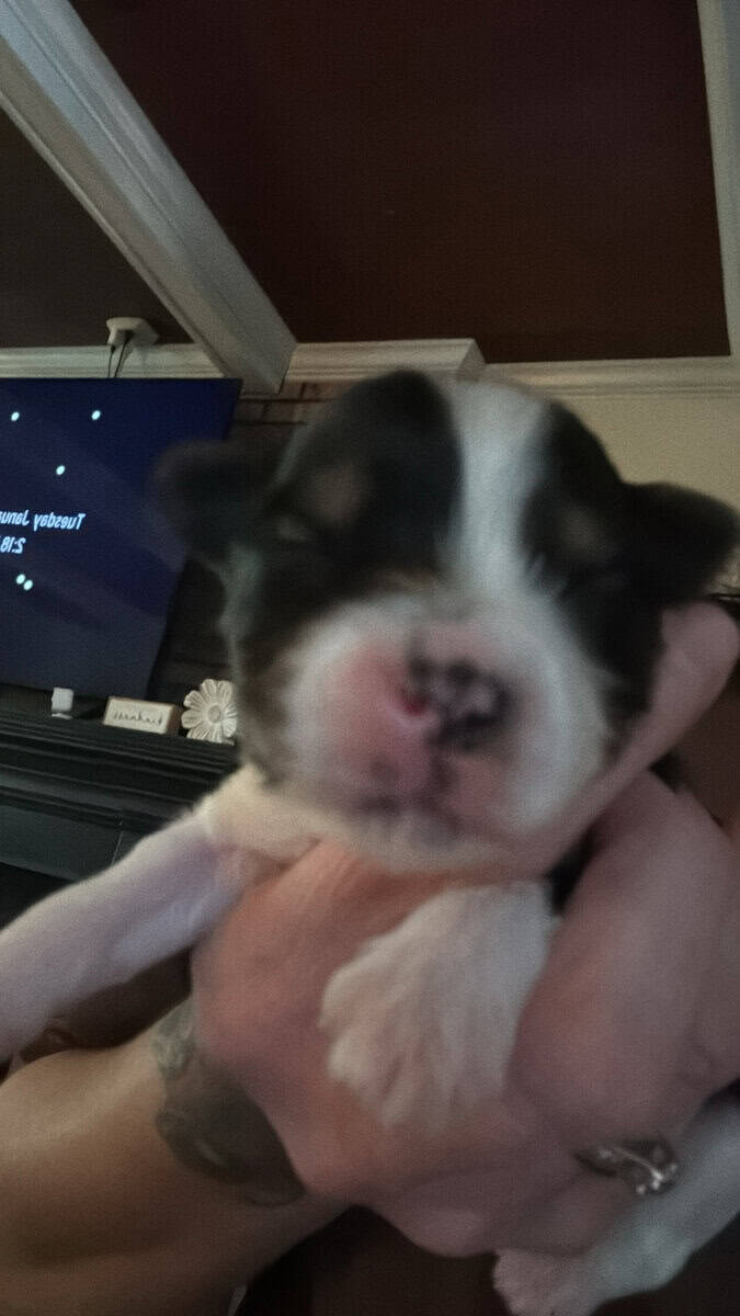 Ckc registered mini Yorkies image 2