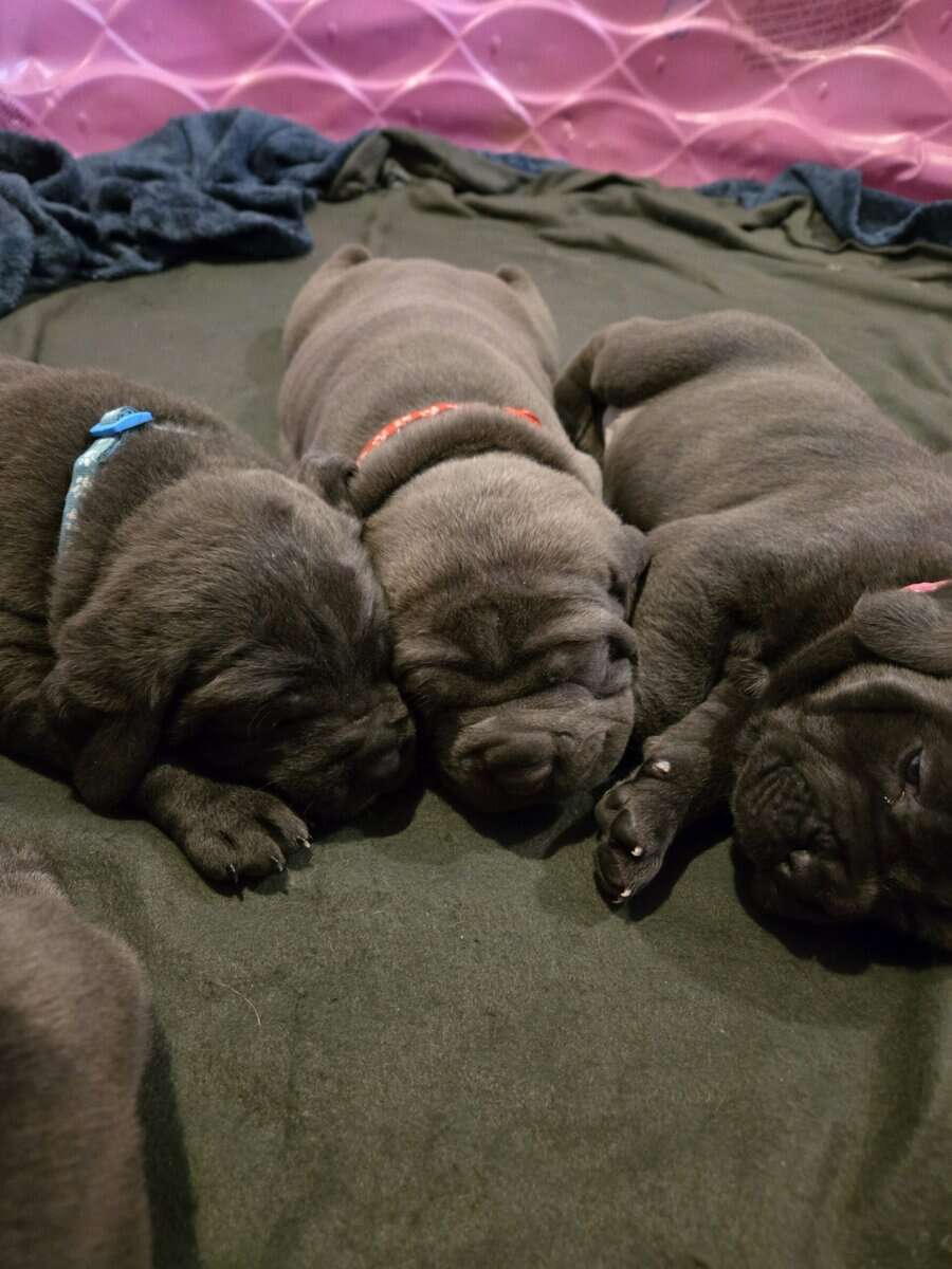 Cane Corso Puppies image 1