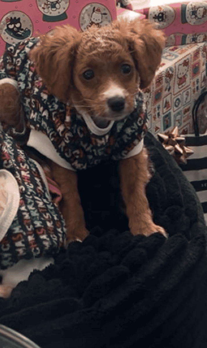 Adorable Golden Doodle Puppy - image 4