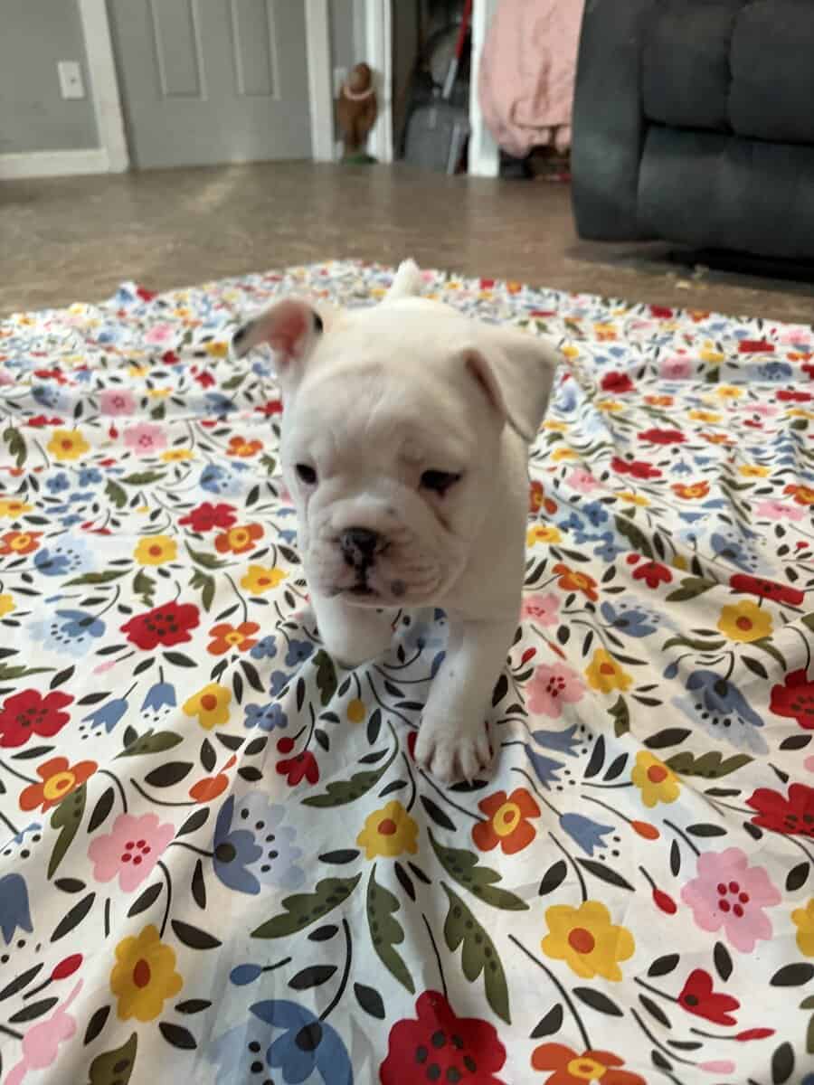 French English Bulldog puppies image 15