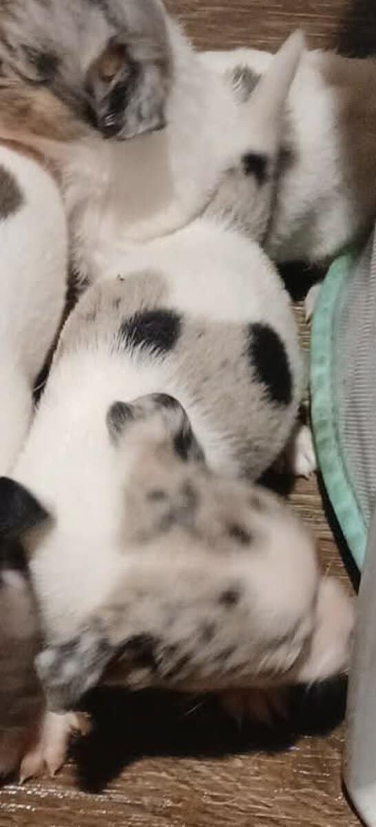 Tiny white with Merle piebald female chihuahua pup image 2