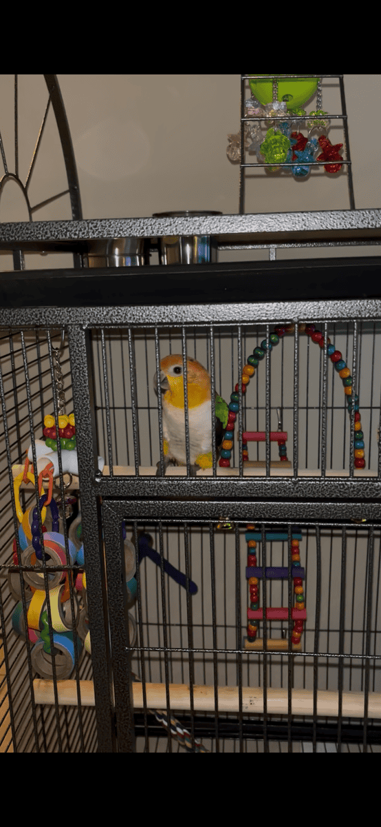 Caique parrot image 2