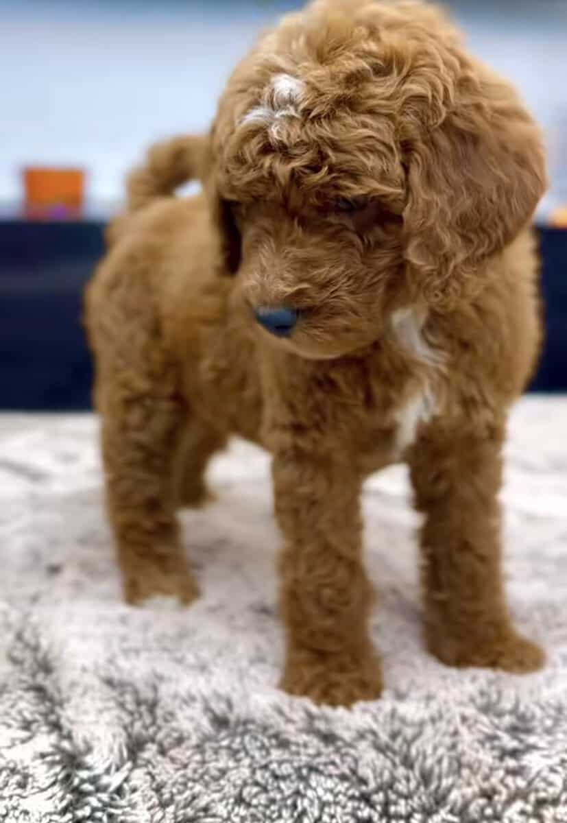 Male Goldendoodle 7 weeks image 1
