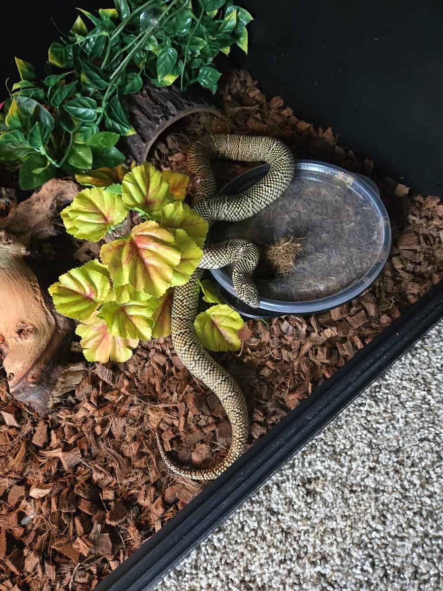 Kingsnakes image 3