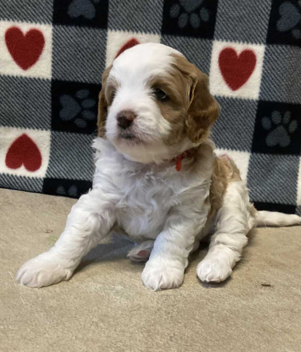 Female Multi-Gen Goldendoodles, hypoallergenic image 2